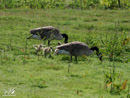 Canada Goose with Chicks - Gęś Kanadyjska z Pisklętami